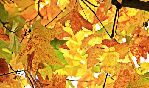 Artikelbild zu Artikel Ferienöffnungszeiten der Geschäftsstelle im Oktober